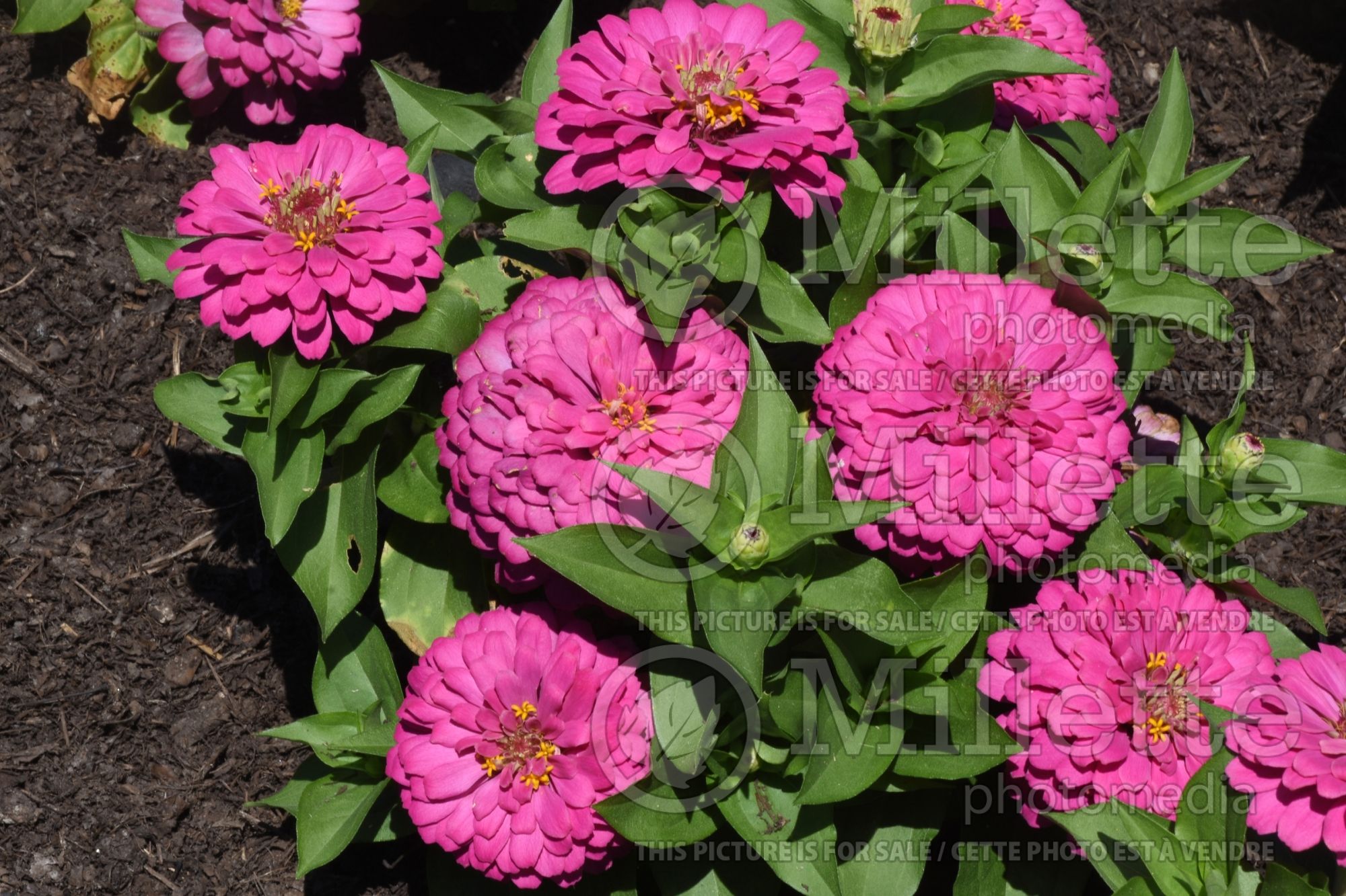 Zinnia Zesty Pink (Zinnia) 1