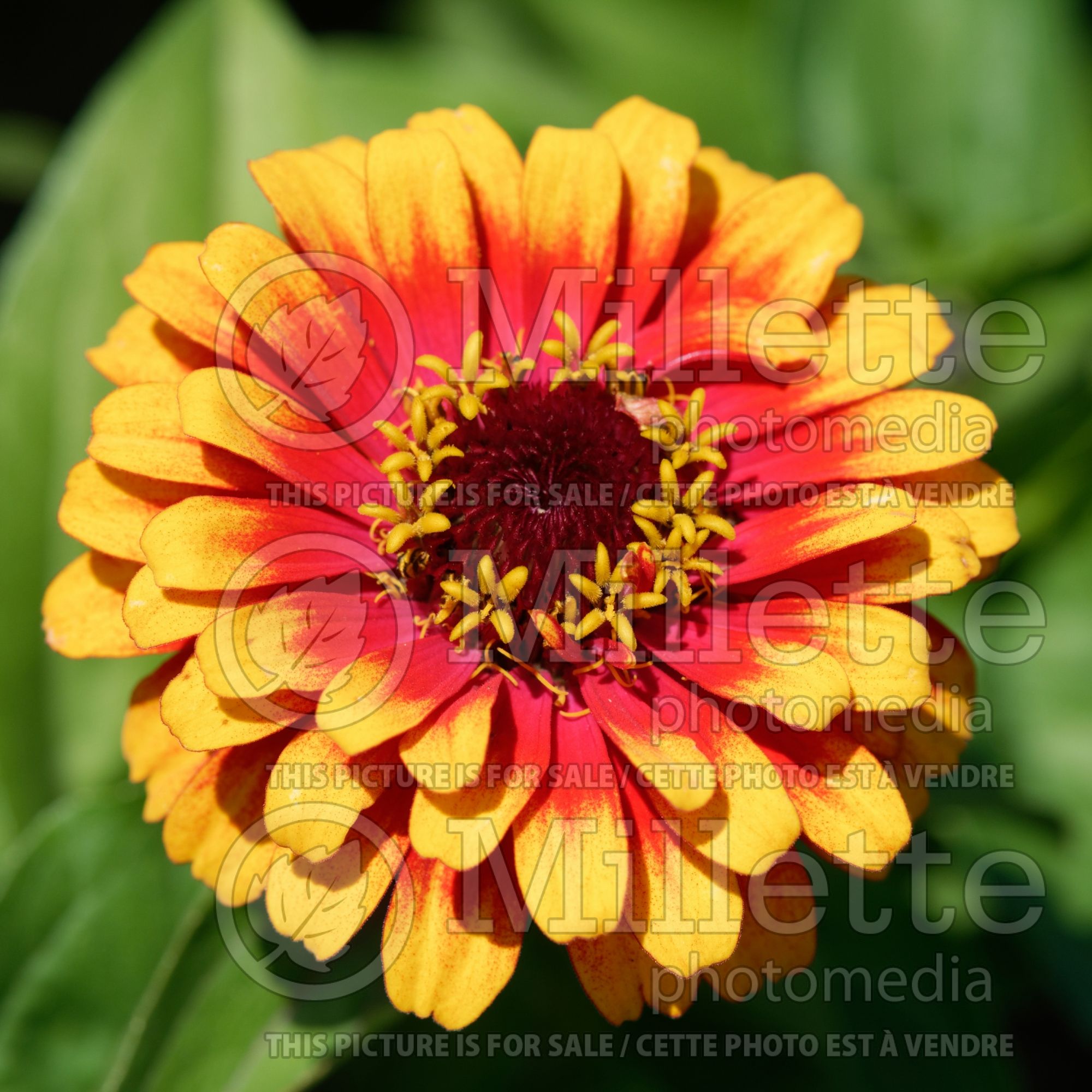 Zinnia Zowie (Zinnia) 1