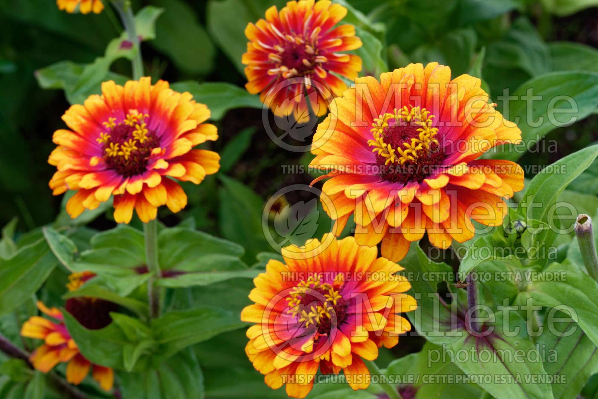 Zinnia Zowie (Zinnia) 2