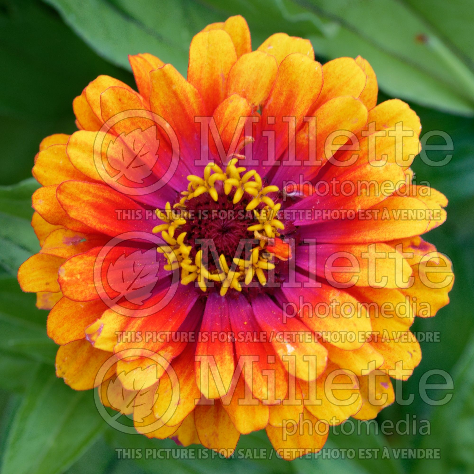 Zinnia Zowie (Zinnia) 3
