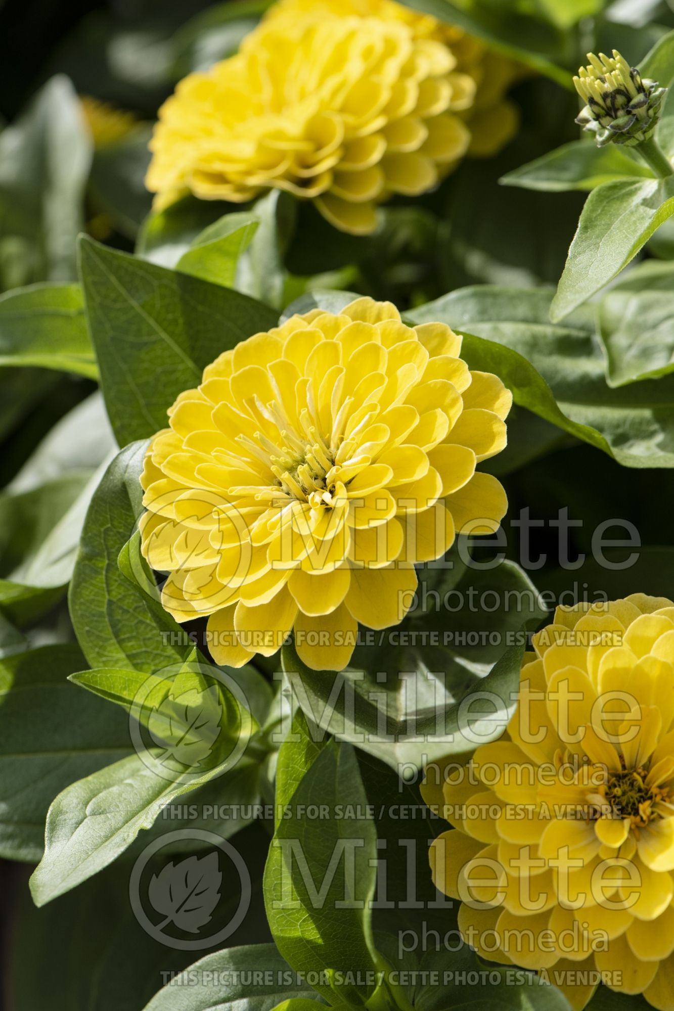Zinnia Preciosa Light Yellow (Zinnia) 1