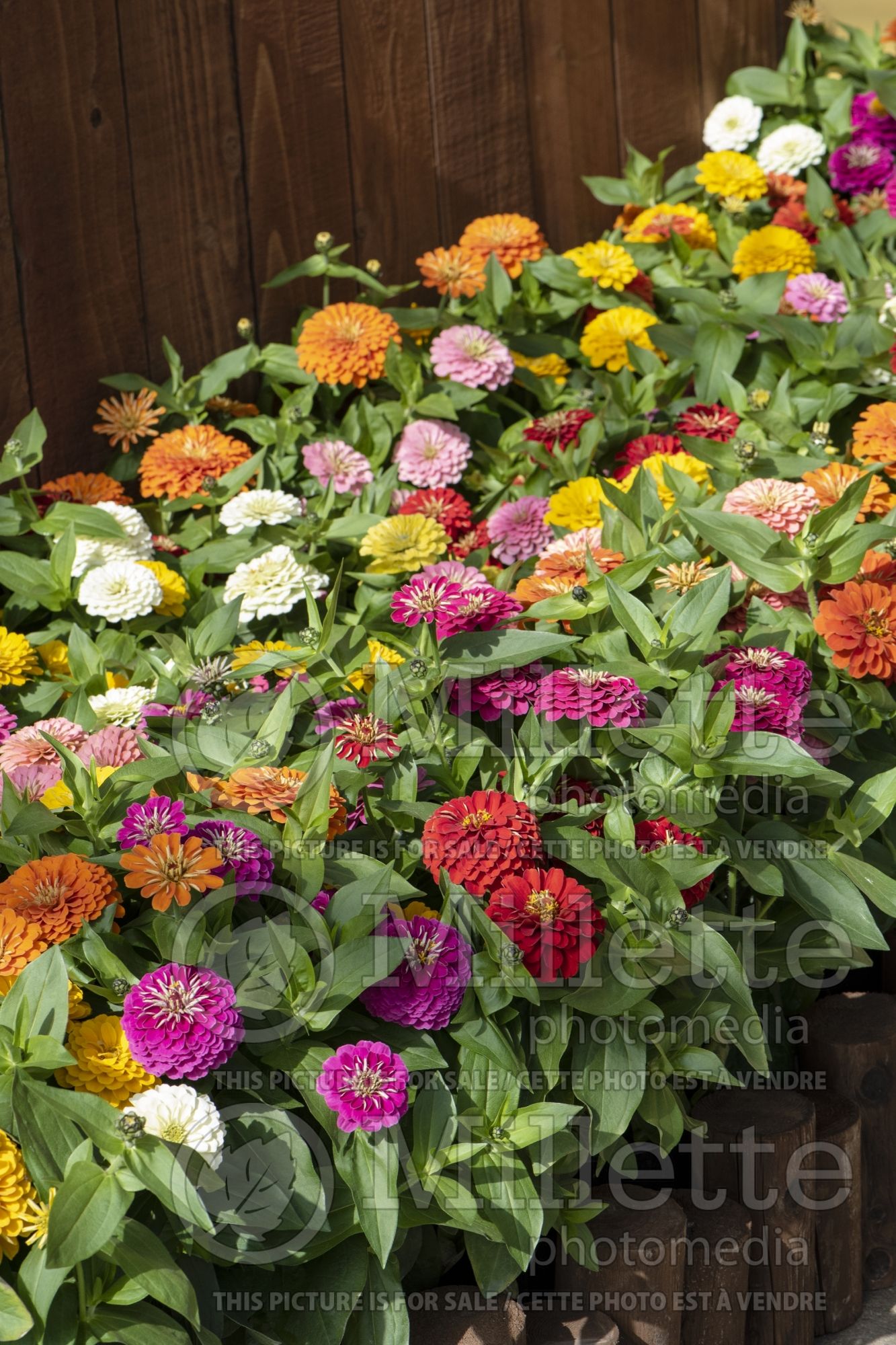 Zinnia Preciosa Mix (Zinnia) 1