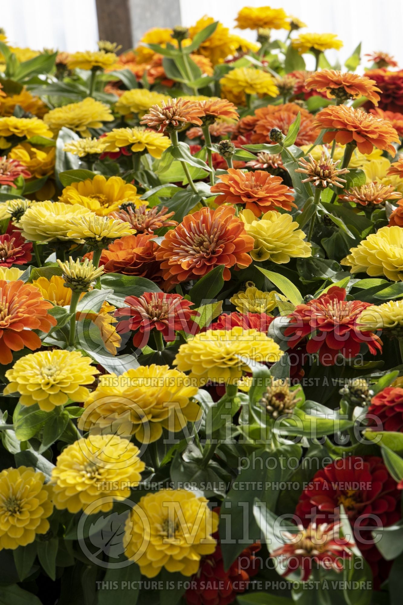 Zinnia Preciosa Tropical Blend (Zinnia) 1