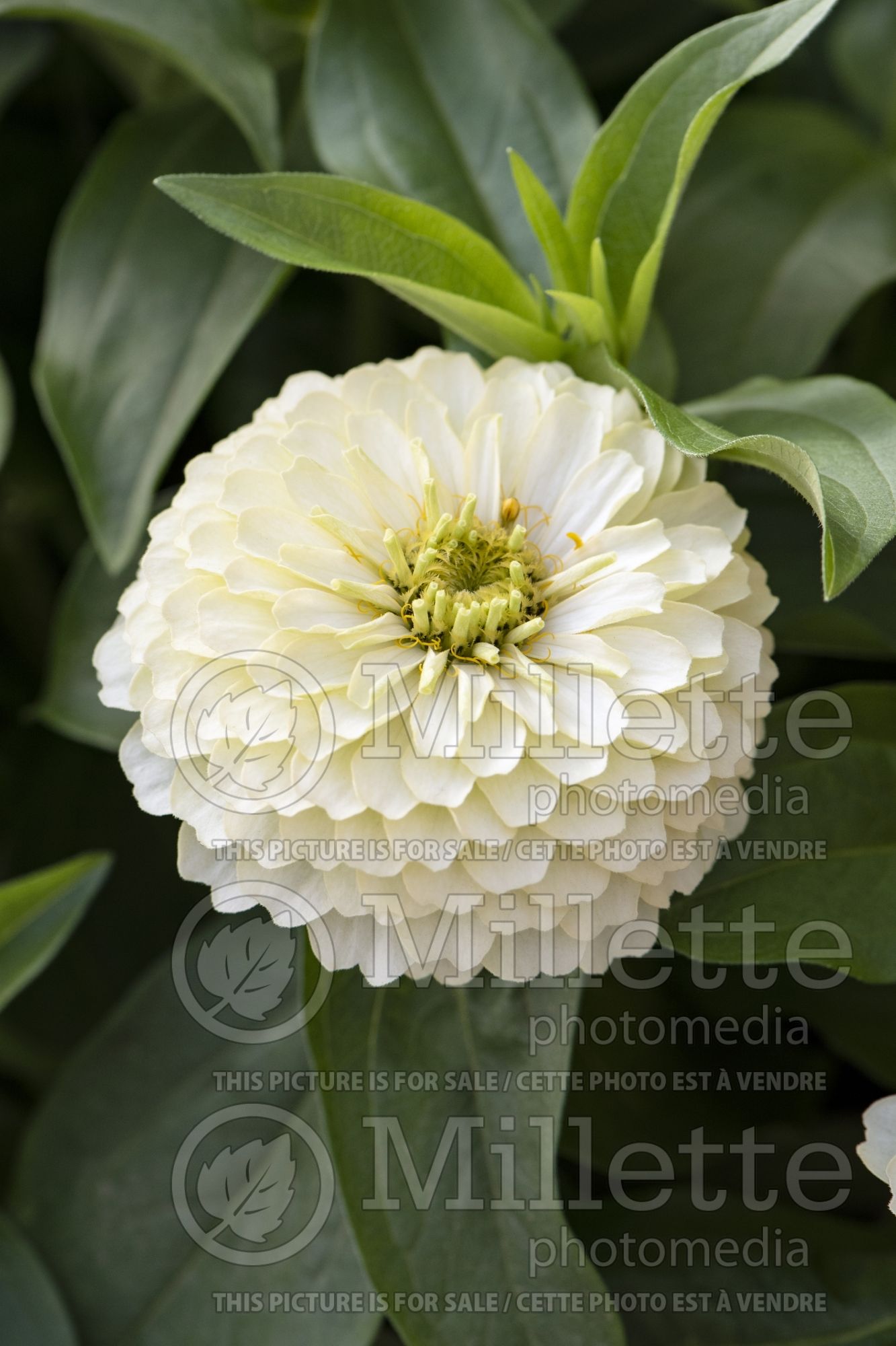 Zinnia Preciosa White (Zinnia) 1