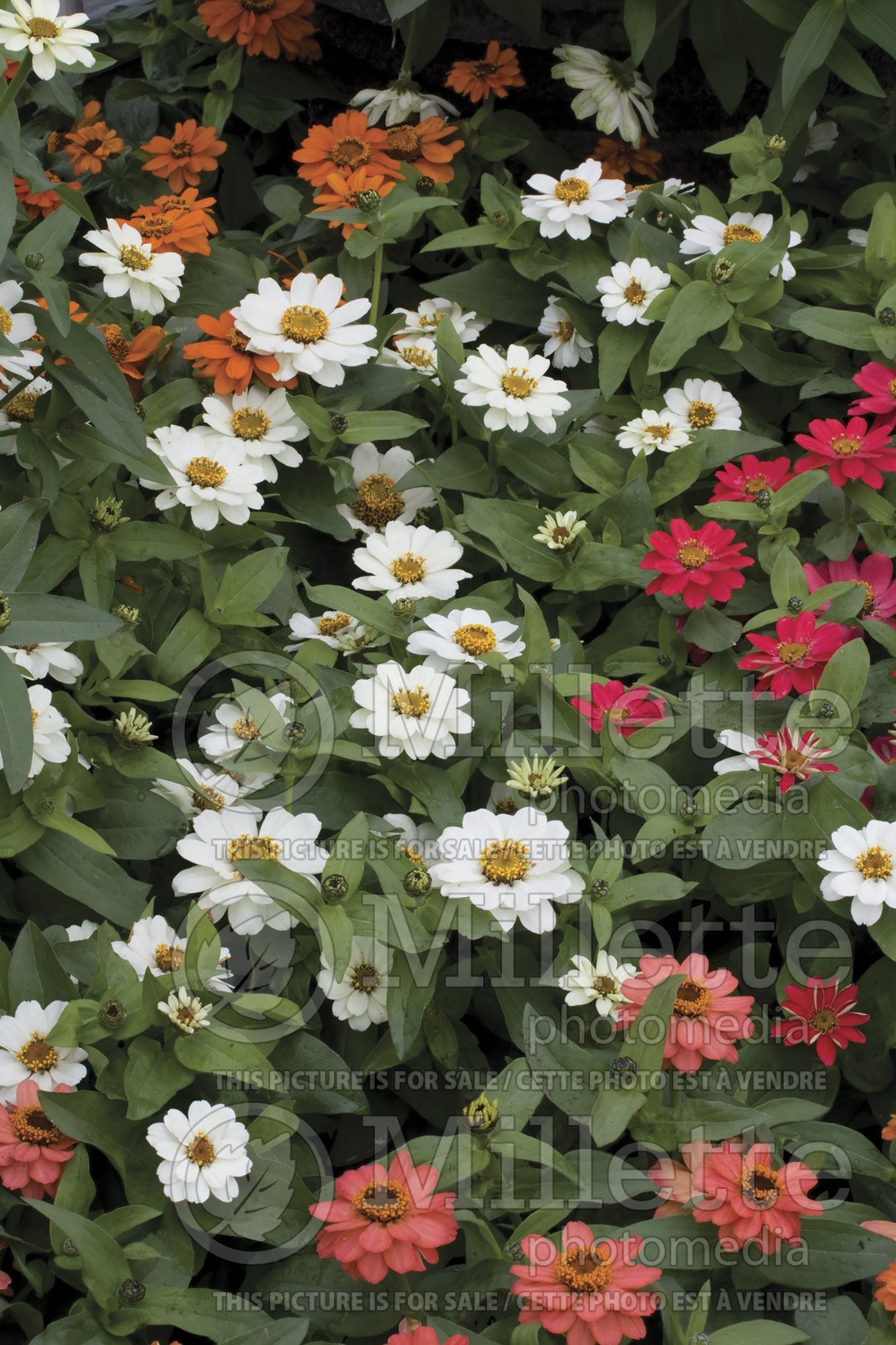 Zinnia Mix (Zinnia) 6