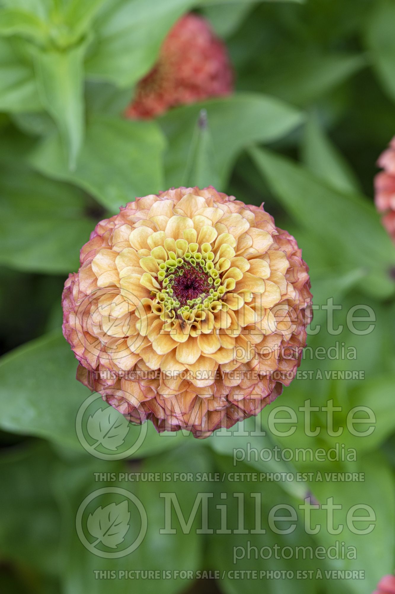 Zinnia Queeny Lime Orange (Zinnia) 2
