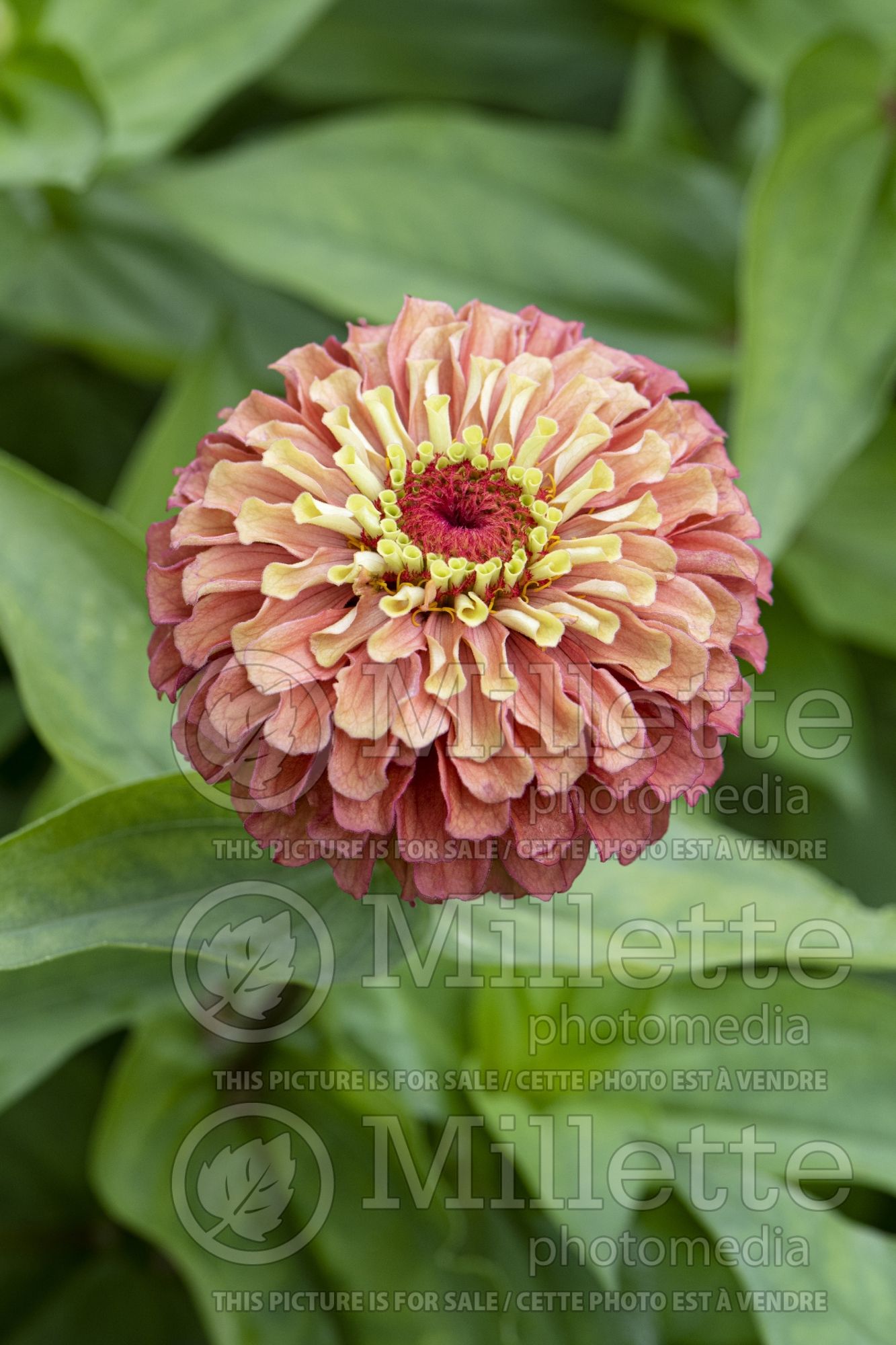 Zinnia Queeny Lime Orange (Zinnia) 1