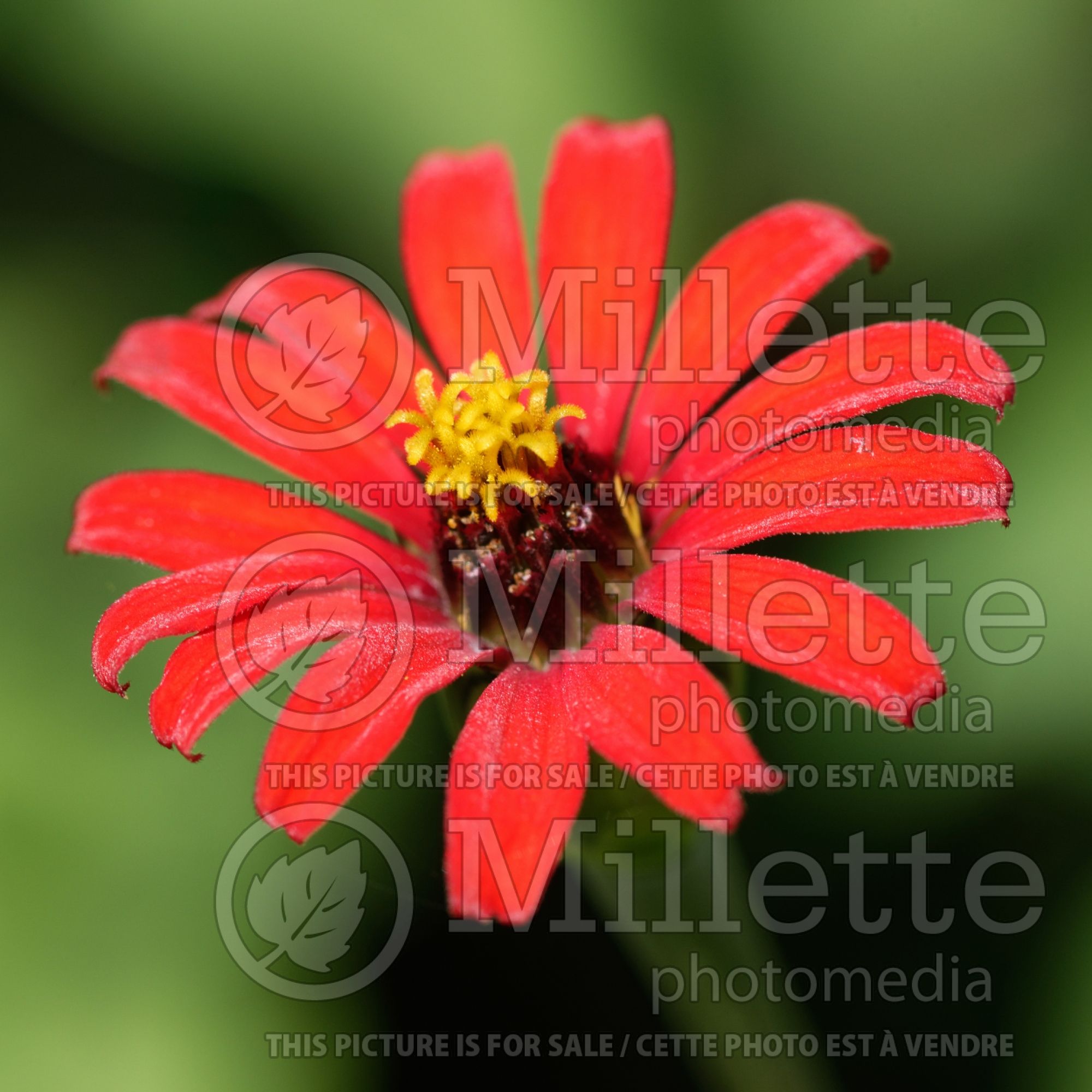 Zinnia Red Spider (Zinnia) 1