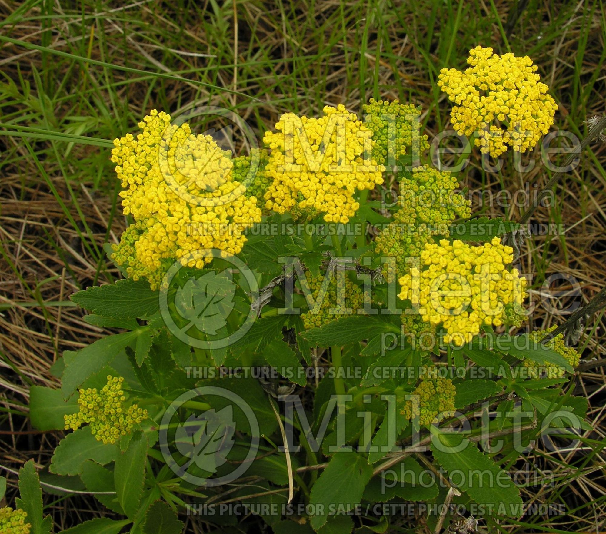 Zizia aptera aka Thaspium trifoliatum var. apterum (Heartleaf Golden Alexanders heart-leaved meadow parsnip) 2