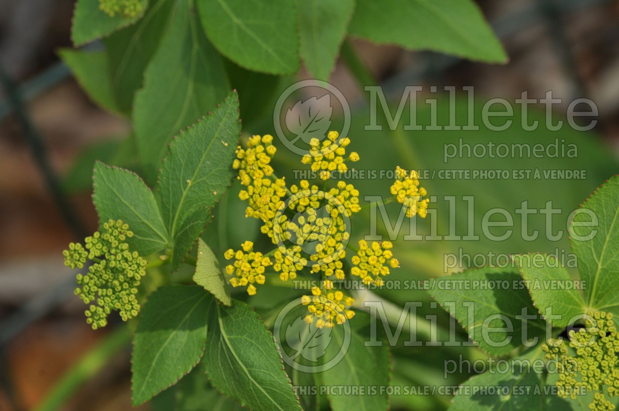Zizia aptera aka Thaspium trifoliatum var. apterum (Heartleaf Golden Alexanders heart-leaved meadow parsnip) 3