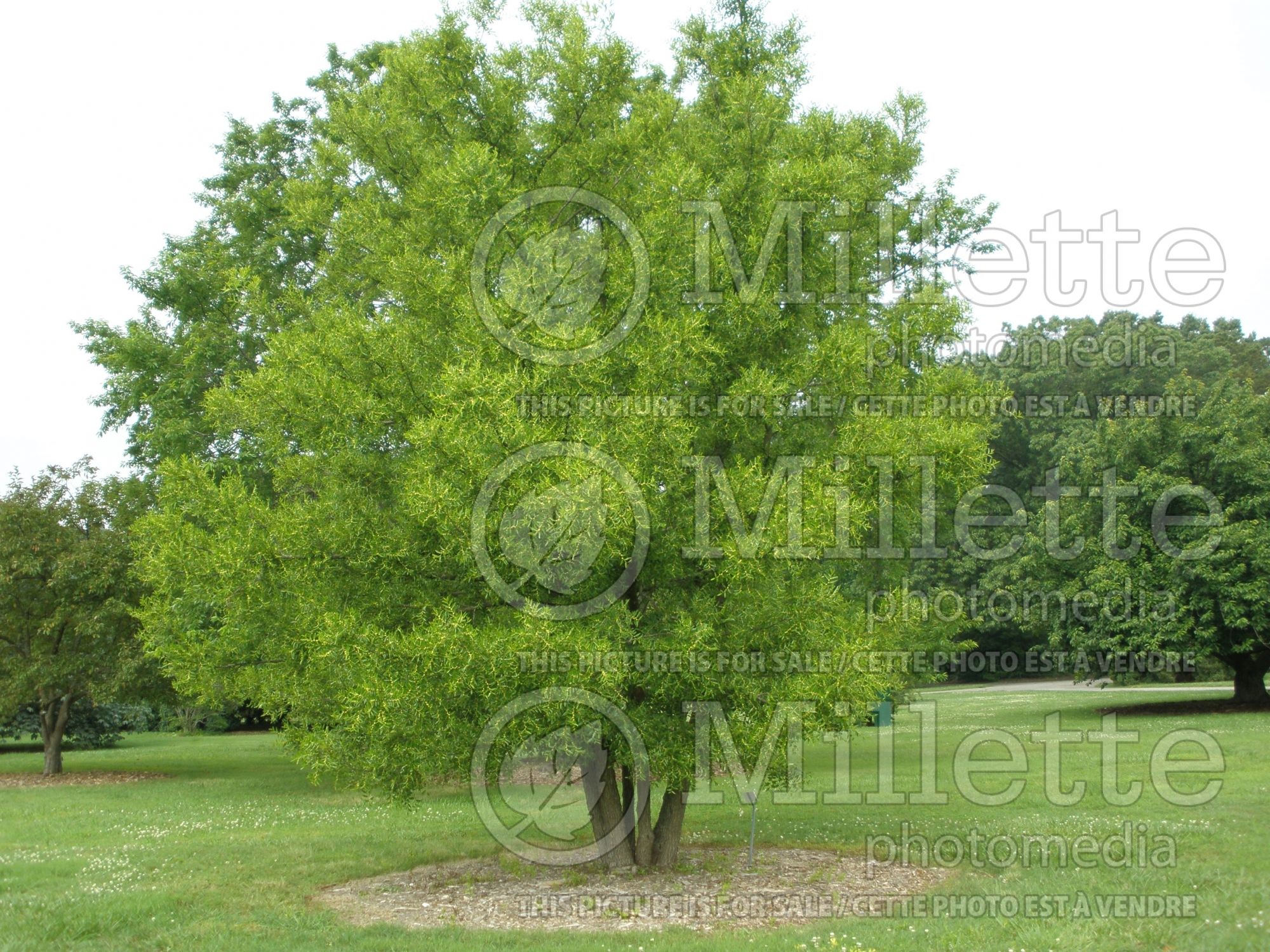 Zizyphus jujuba (Indian jujube) 1
