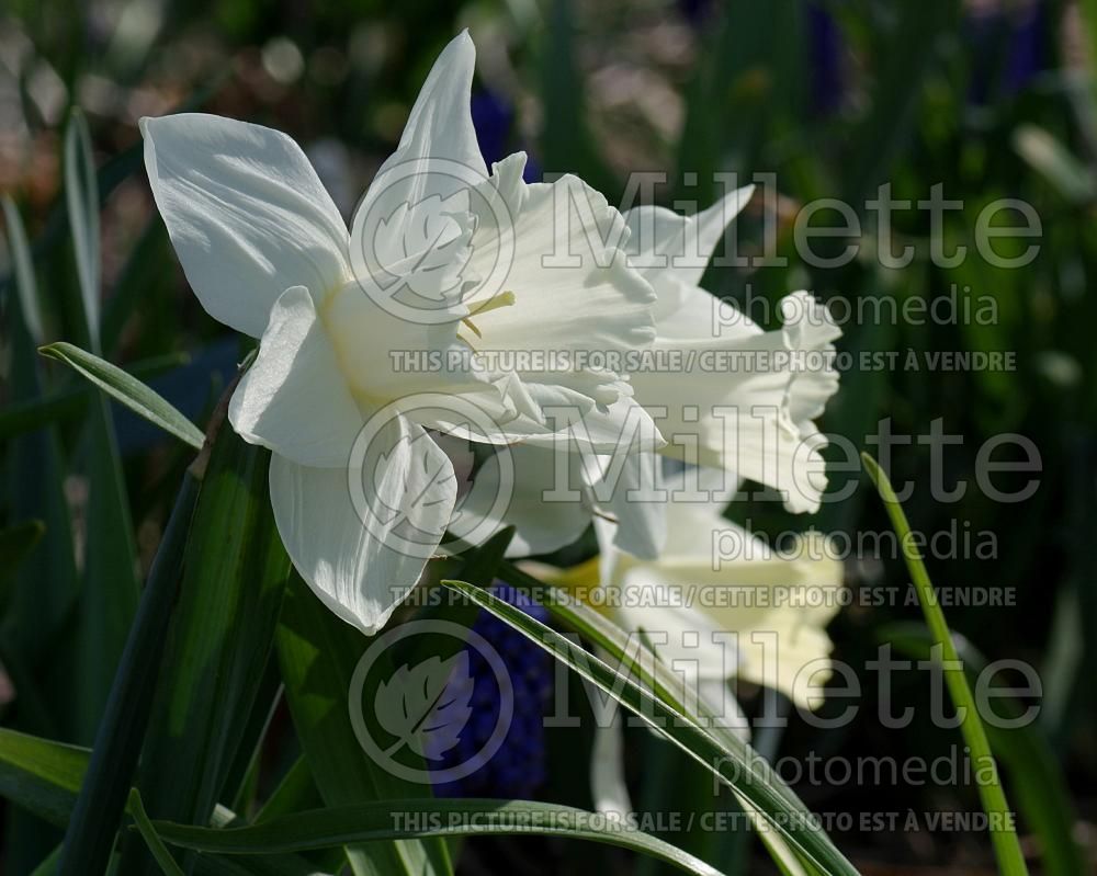 Narcissus Kedron (Daffodil)   2