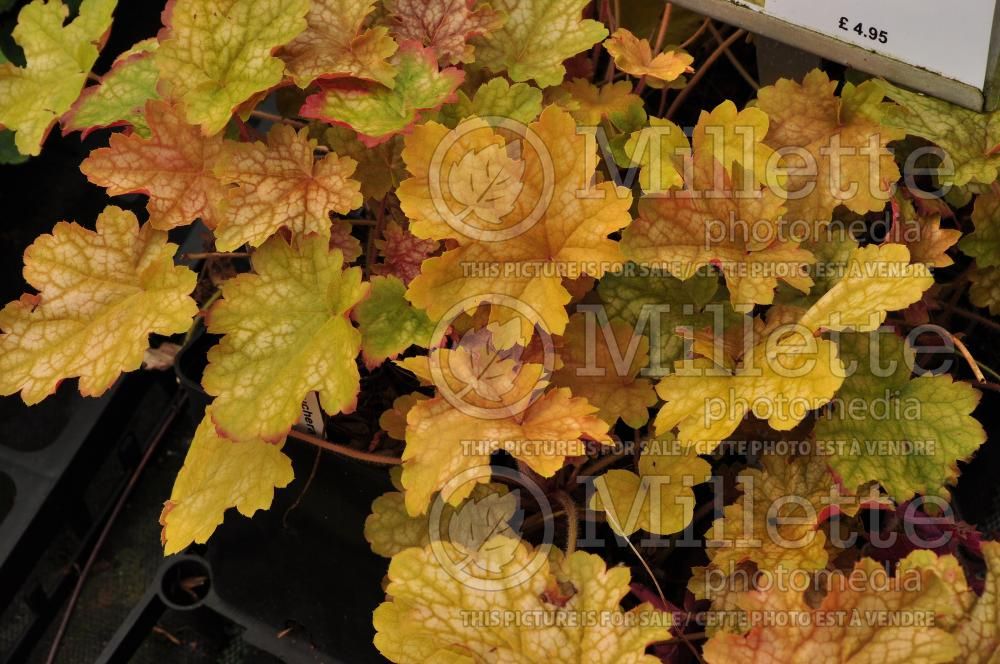 Heuchera Ginger Ale (Coral Bells, Alum Root) 2