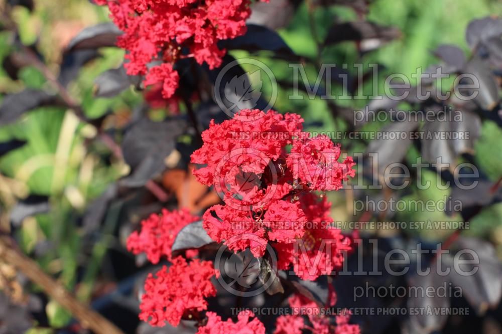 Lagerstroemia Ebony Embers (Crape Myrtle) 2