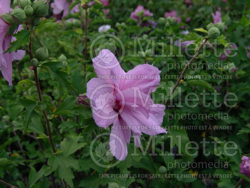 Hibiscus Ardens (Hibiscus rose of Sharon)  4