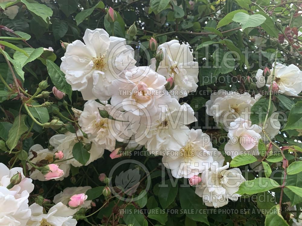 Rosa Adelaide D'Orleans (Rambling Rose) 5 