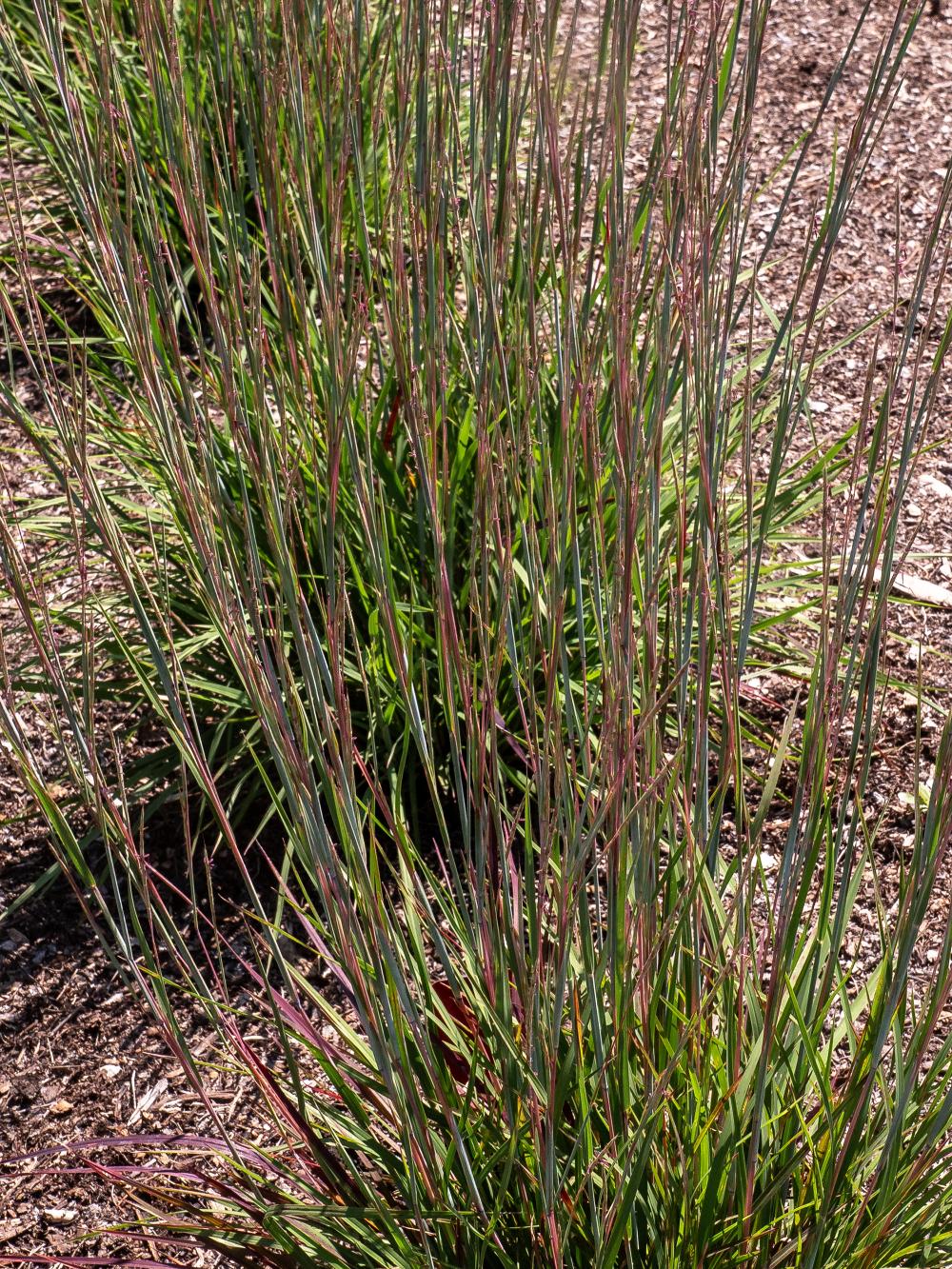 Schizachyrium Little Red Fox (little bluestem Grass) 1