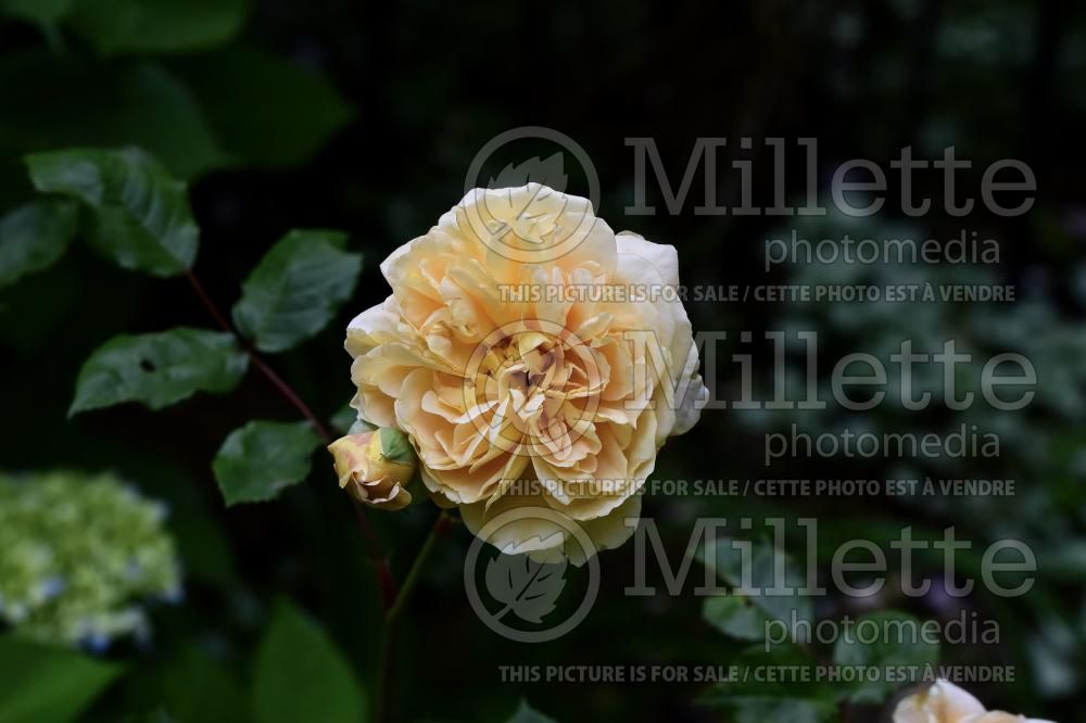 Rosa Dame Judi Dench (Shrub Rose) 2