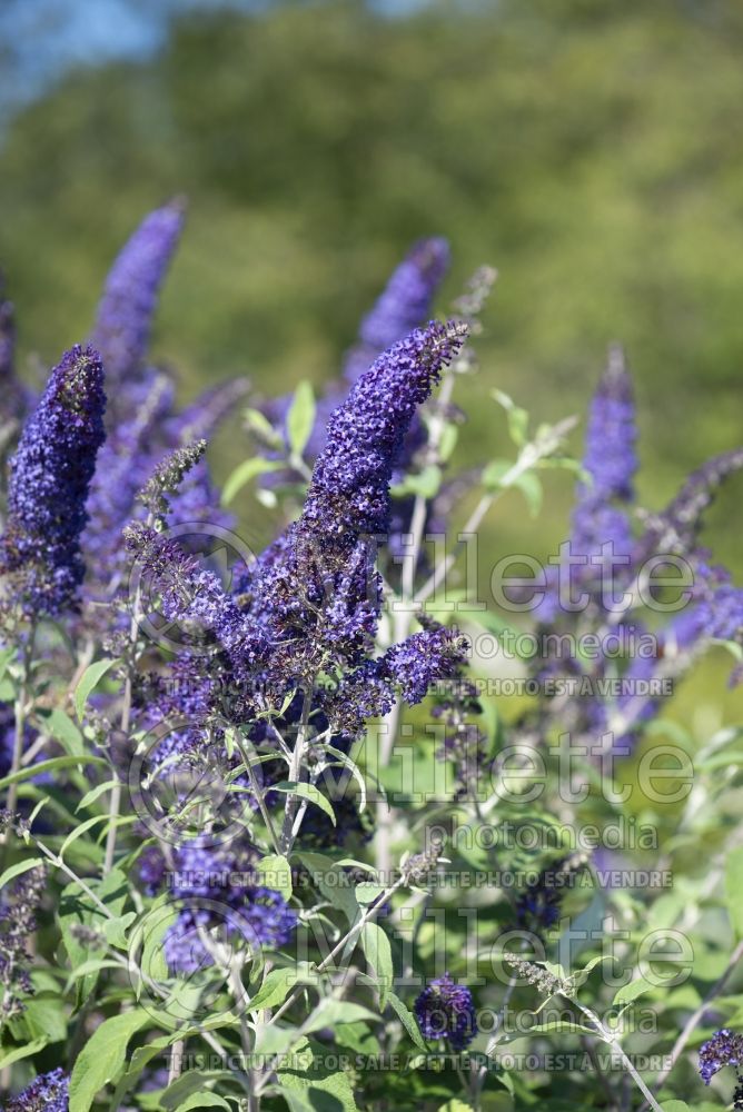 Buddleja Blue Horizon (Butterfly Bush) 2