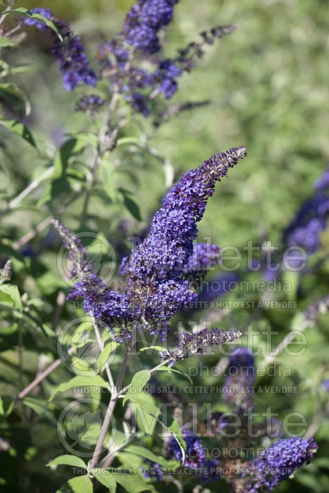 Buddleja Blue Horizon (Butterfly Bush) 3