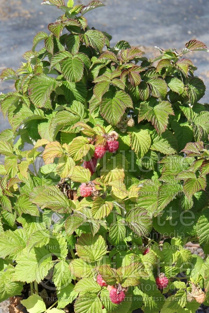 Rubus Bushel and Berry Raspberry Shortcake (Raspberry) 1