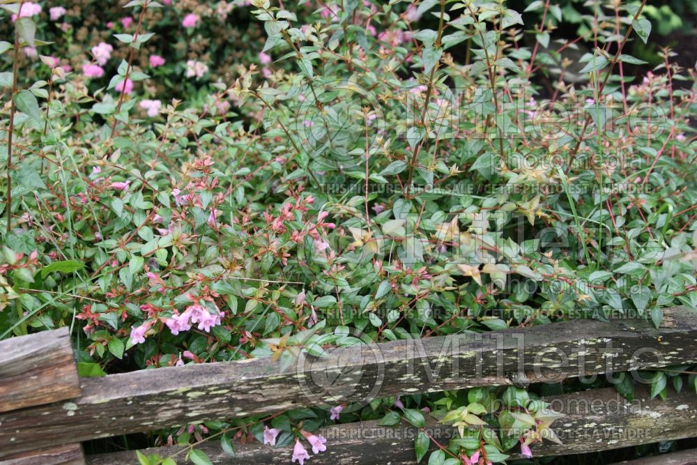 Abelia Compacta (Sweet Abelia) 1 