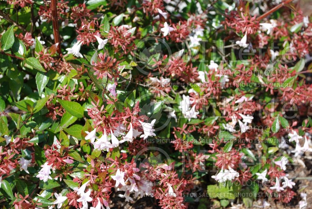 Abelia Edward Goucher (Abelia) 6 