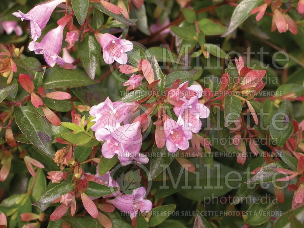 Abelia Edward Goucher (Abelia) 1 