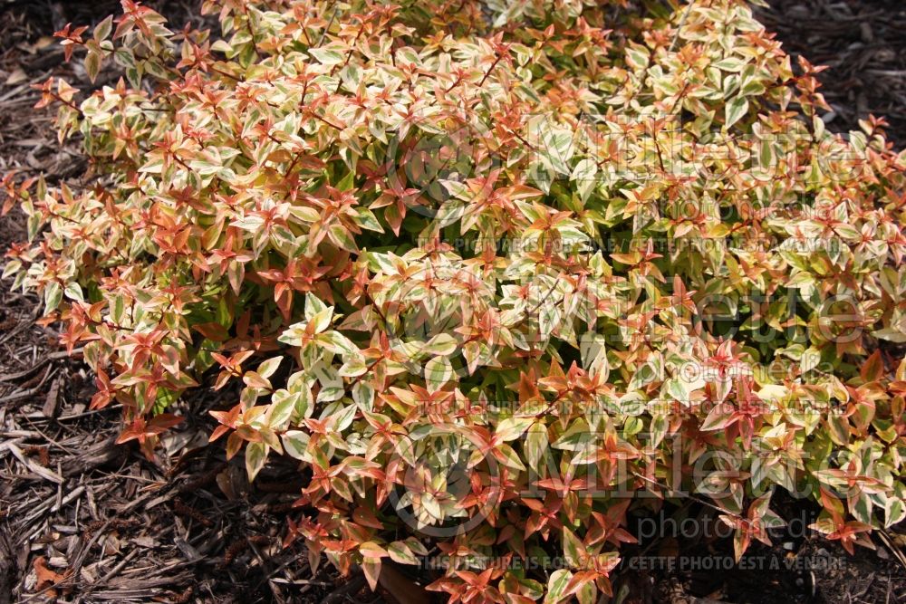 Abelia Kaleidoscope (Abelia) 1 