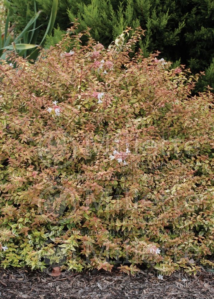 Abelia Kaleidoscope (Abelia) 3 