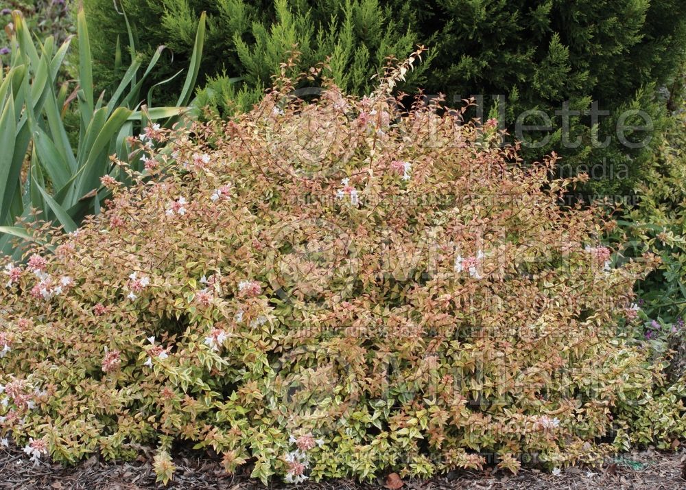 Abelia Kaleidoscope (Abelia) 4 