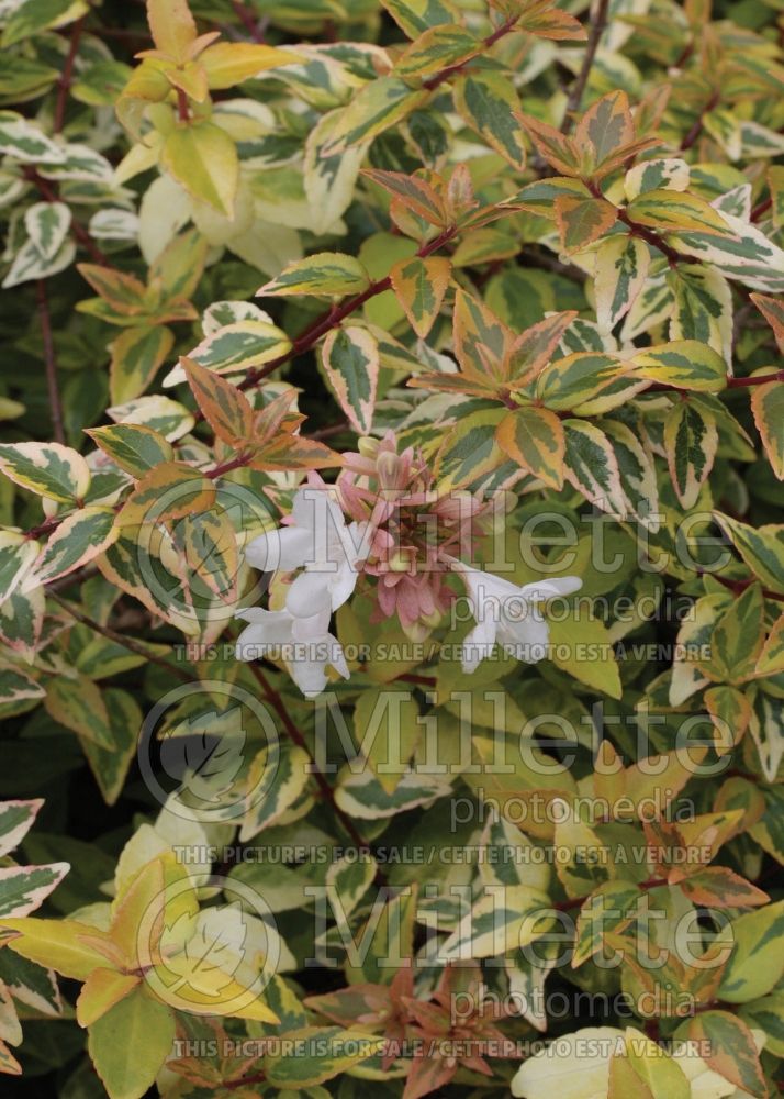 Abelia Kaleidoscope (Abelia) 5 