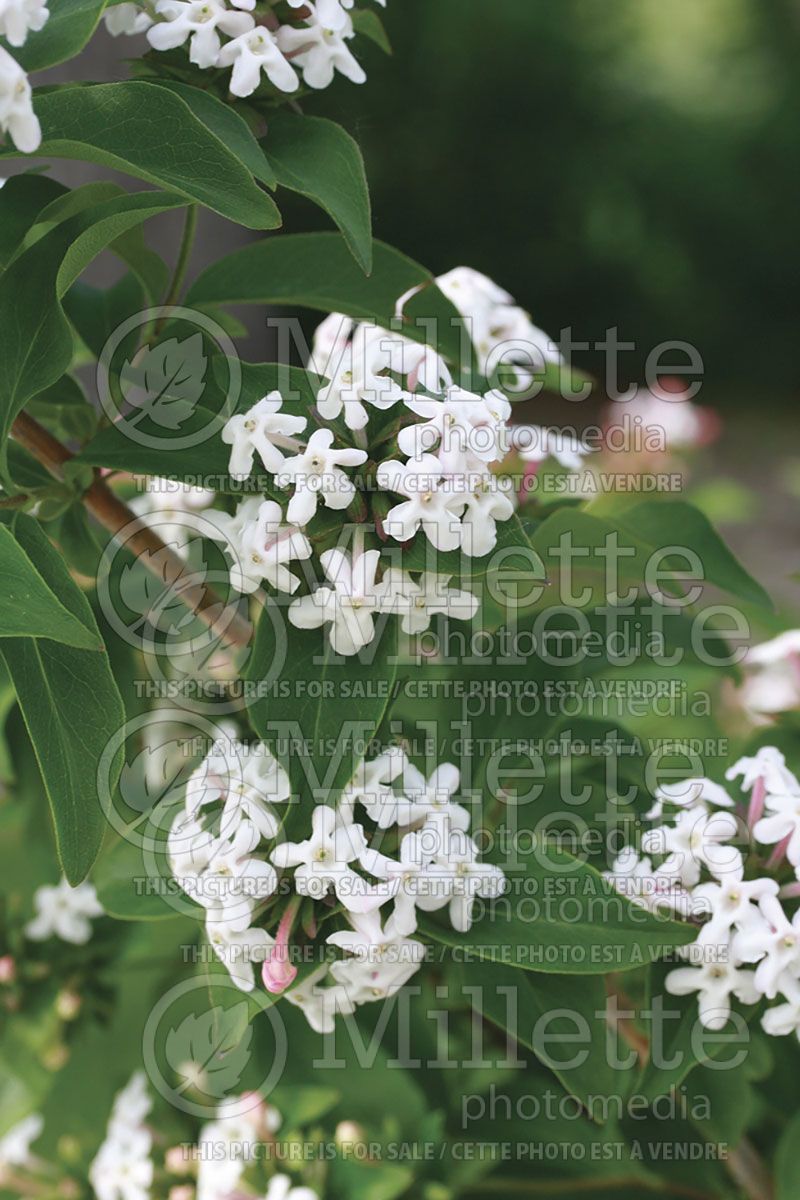 Abelia Bridal Bouquet (Abelia)  1