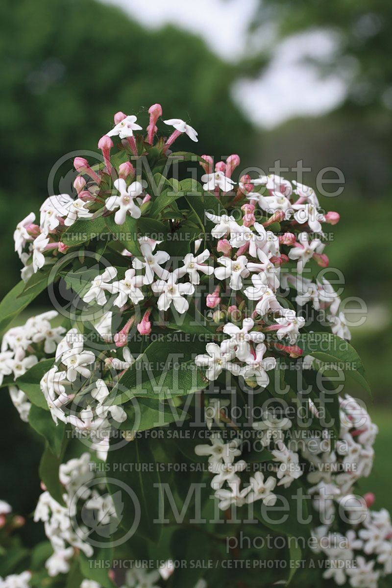 Abelia Bridal Bouquet (Abelia)  2