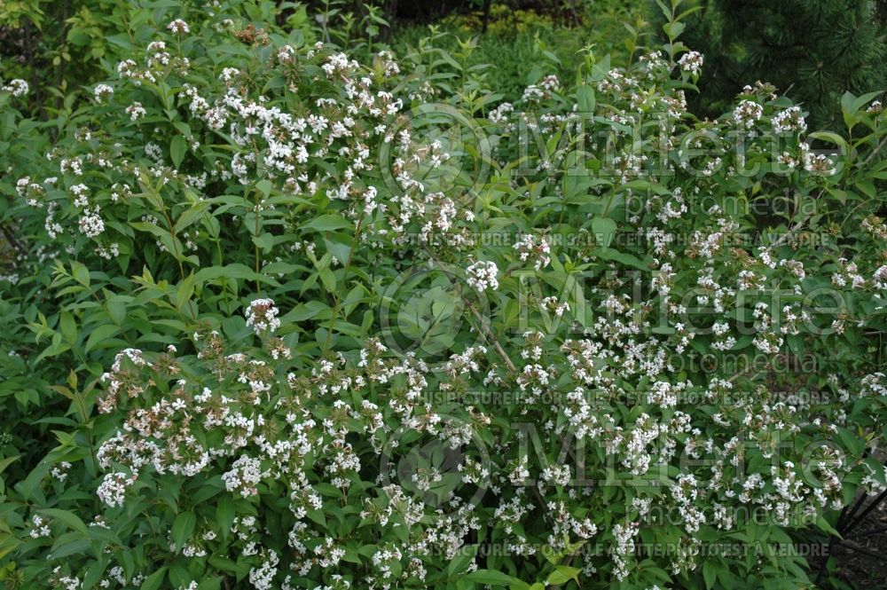 Abelia mosanensis (Sweet Abelia) 1 