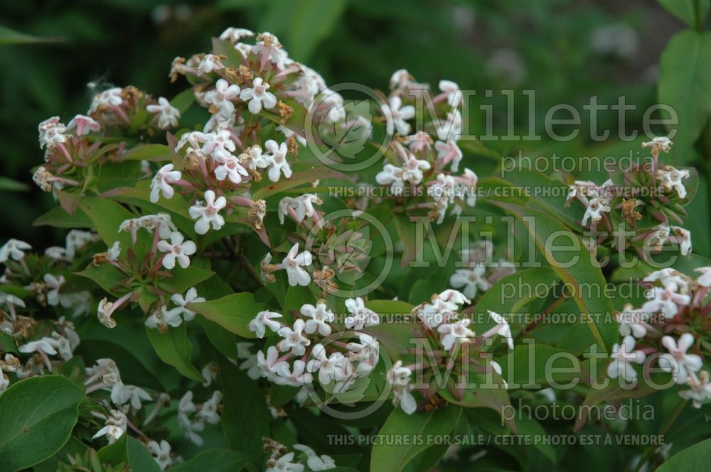 Abelia mosanensis (Sweet Abelia) 2 