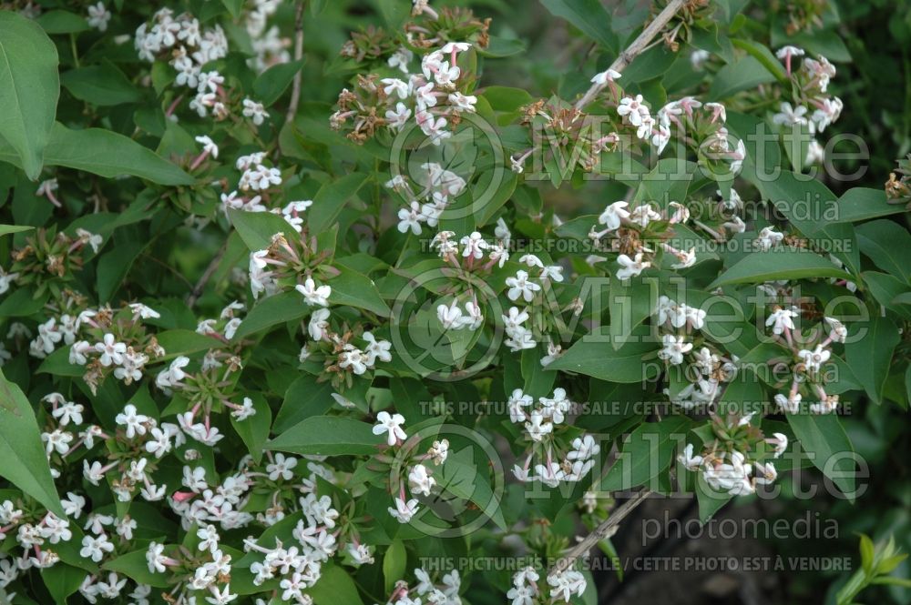 Abelia mosanensis (Sweet Abelia) 3 