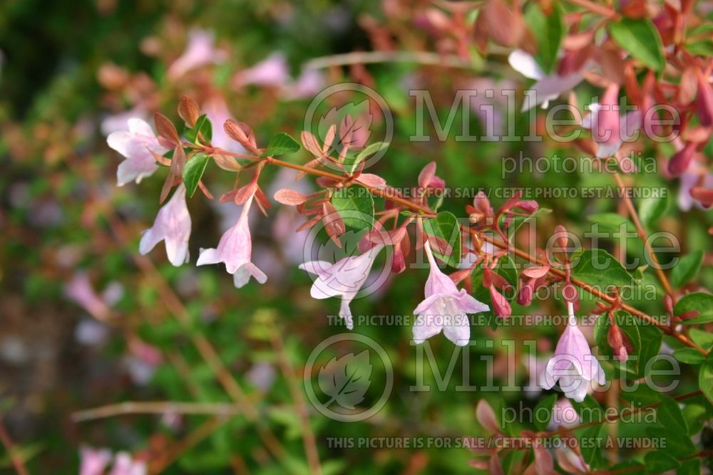 Abelia Bumble Bee (Abelia) 1 