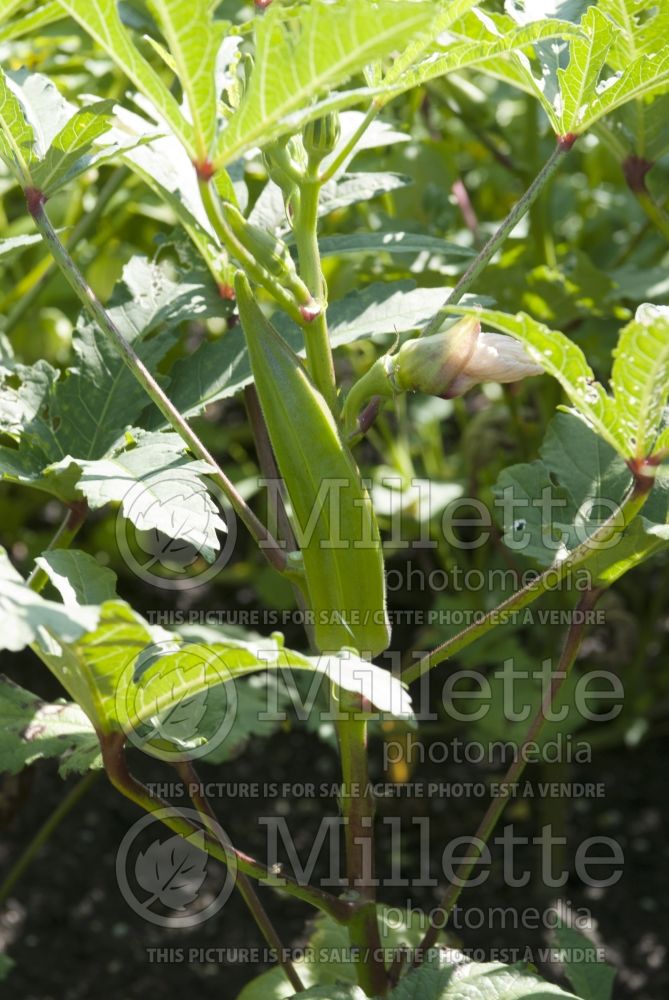 Abelmoschus esculentus (Okra aka okro aka gumbo vegetable) 9 