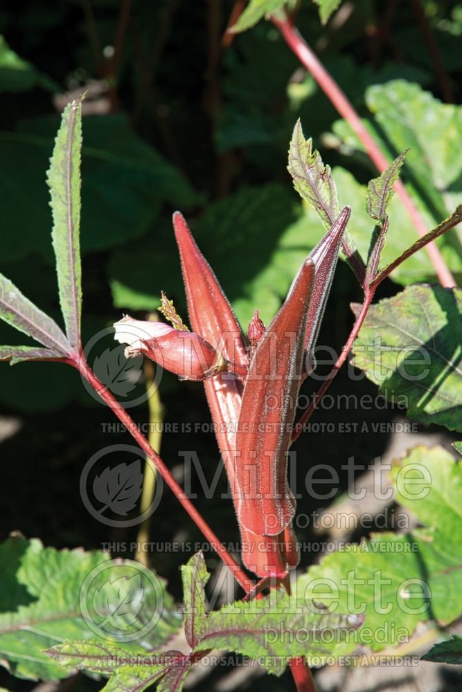 Abelmoschus esculentus (Okra aka okro aka gumbo vegetable) 8 