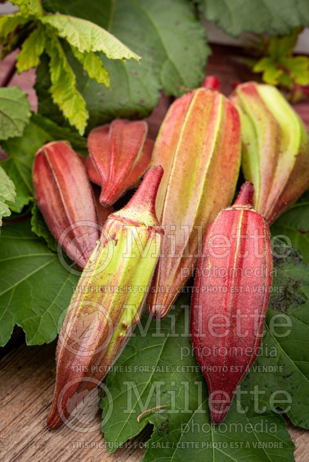 Abelmoschus Red Burgundy (Okra, gumbo, lady's finger) 2