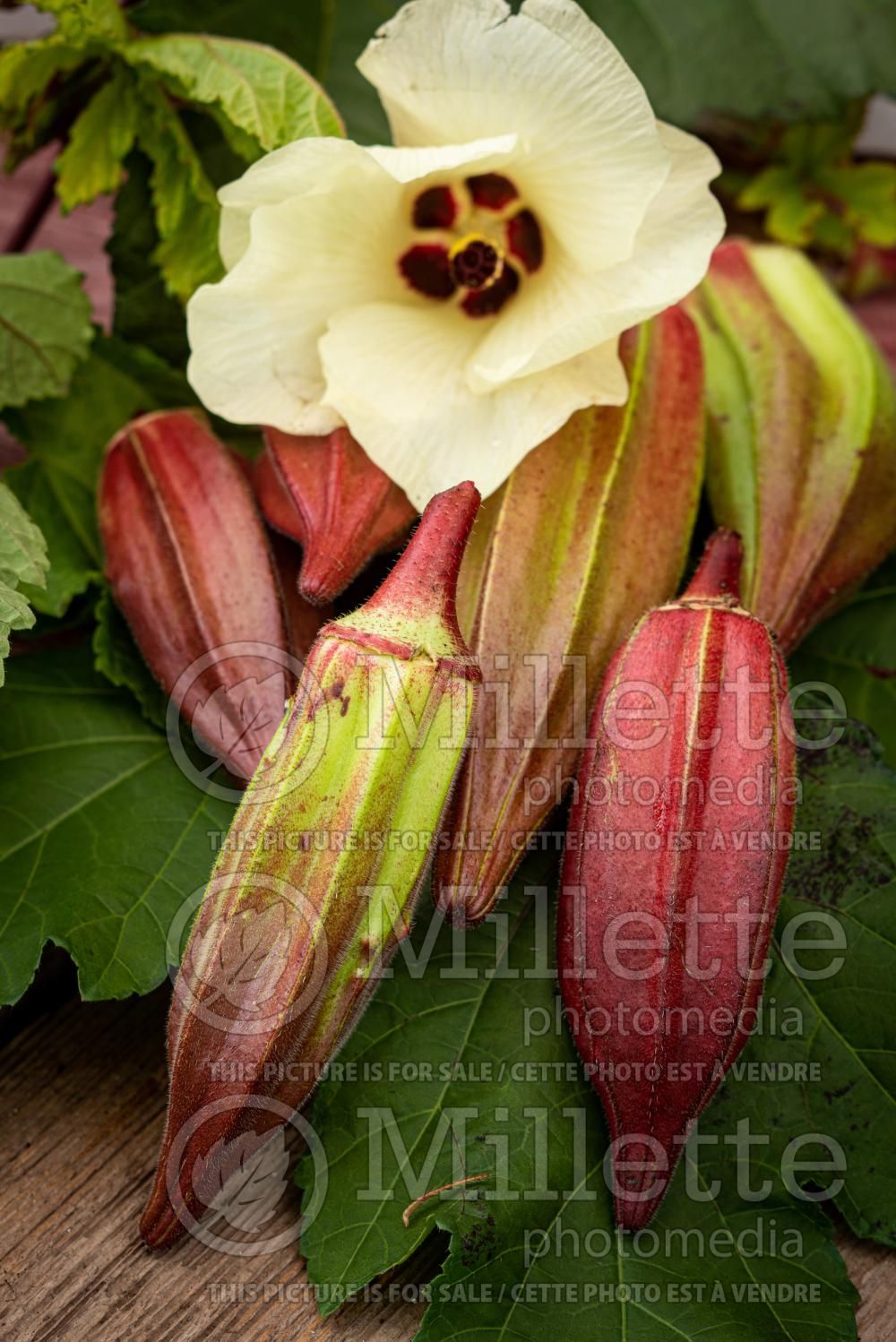 Abelmoschus Red Burgundy (Okra, gumbo, lady's finger) 1