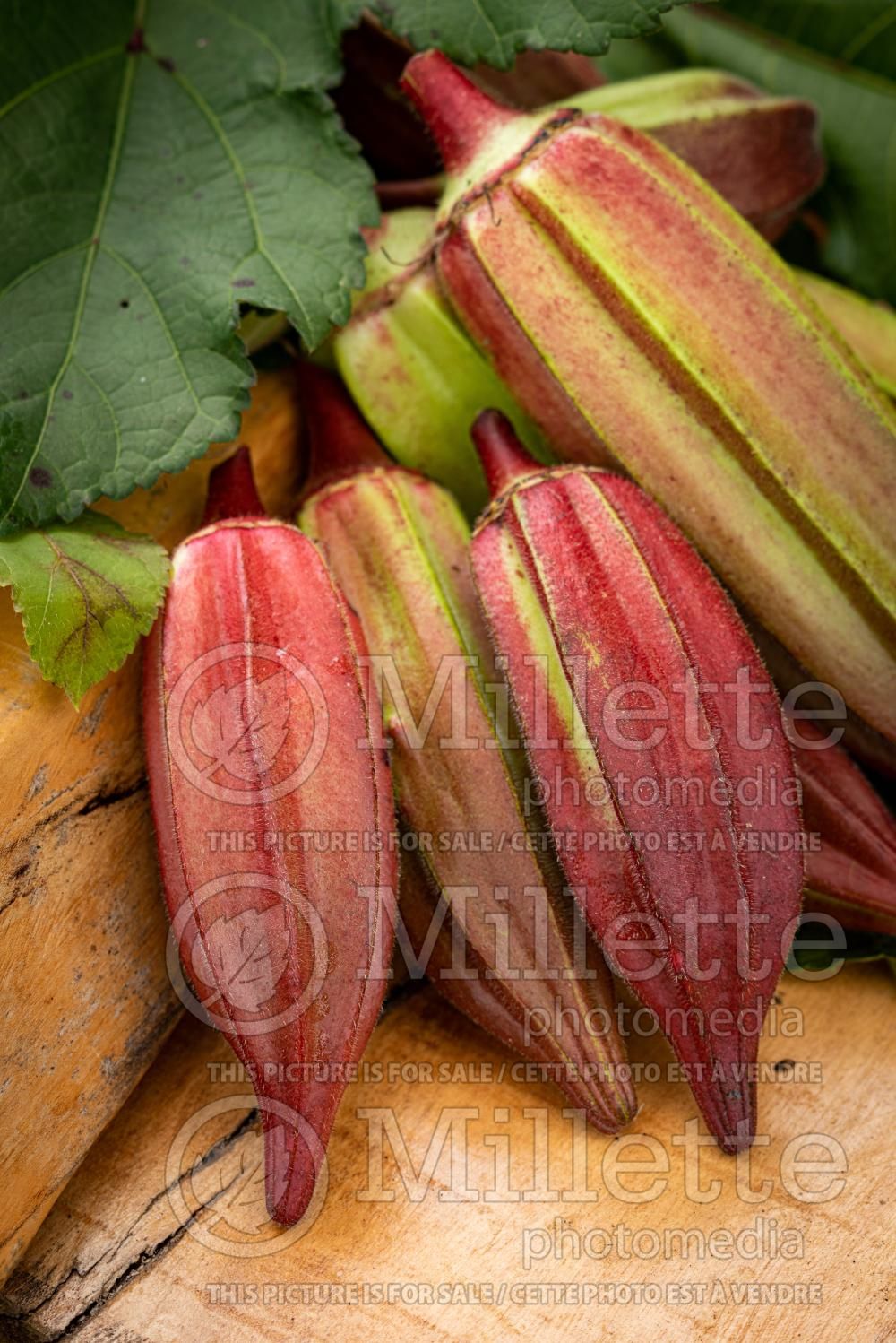 Abelmoschus Red Burgundy (Okra, gumbo, lady's finger) 3