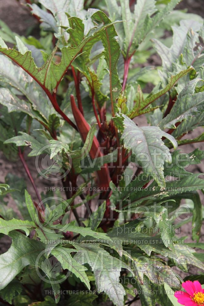 Abelmoschus Little Lucy (Okra, gumbo, lady's finger) 1 