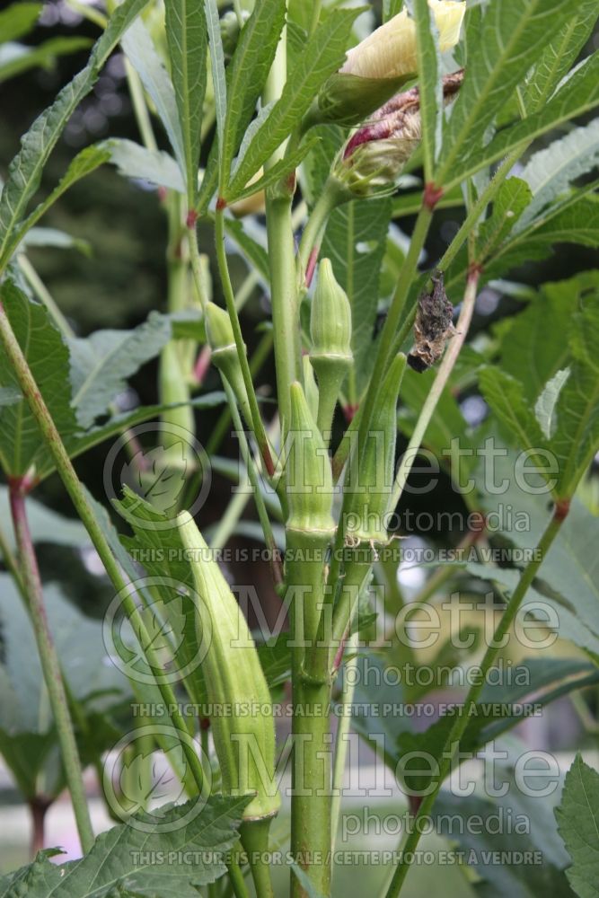 Abelmoschus Annie Oakley (Okra, Ladies Fingers or Gumbo vegetable) 1 