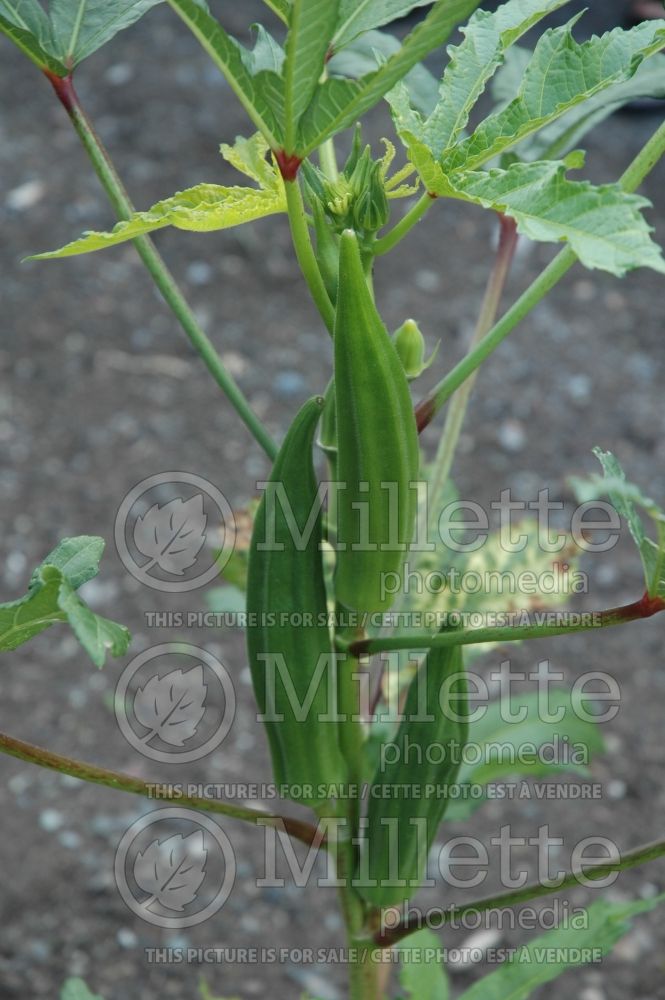 Abelmoschus Clemson Spineless (Okra, Ladies Fingers or Gumbo vegetable) 1 