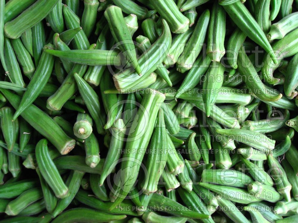 Abelmoschus esculentus (Okra aka okro aka gumbo vegetable) 5 