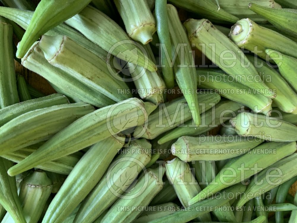 Abelmoschus esculentus (Okra aka okro aka gumbo vegetable) 2 