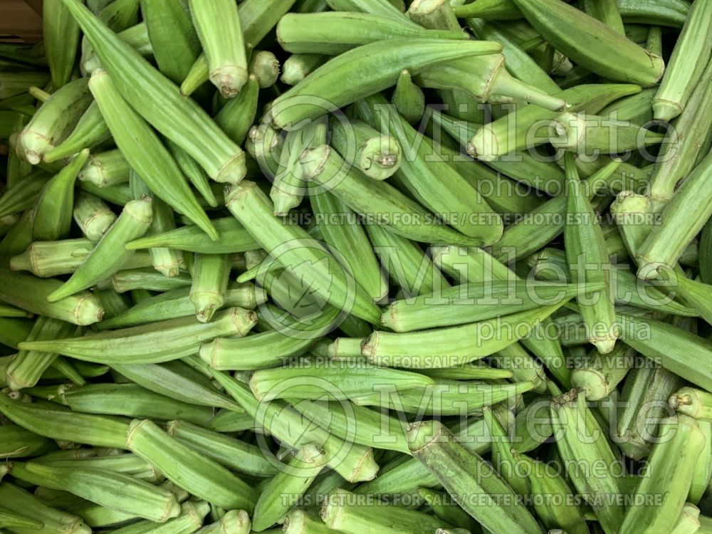 Abelmoschus esculentus (Okra aka okro aka gumbo vegetable) 3 