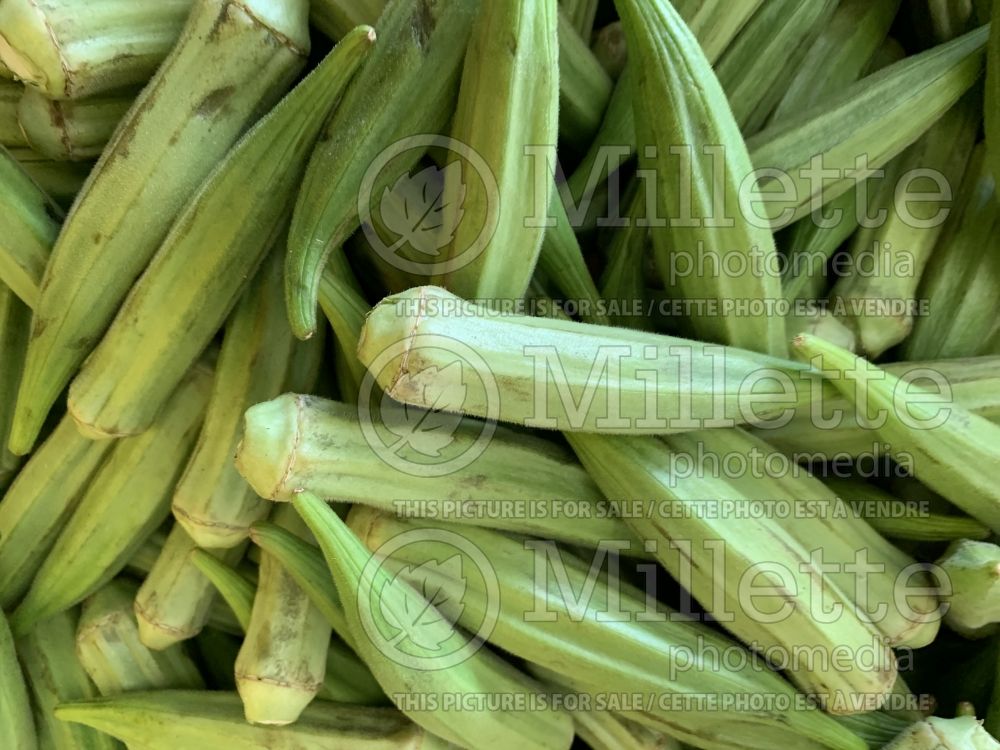 Abelmoschus esculentus (Okra aka okro aka gumbo vegetable) 4 